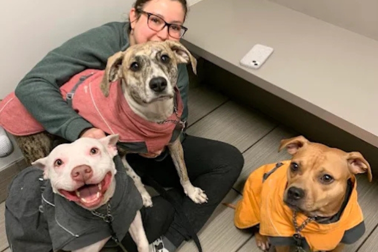 veterinarians-often-see-in-aging-pet