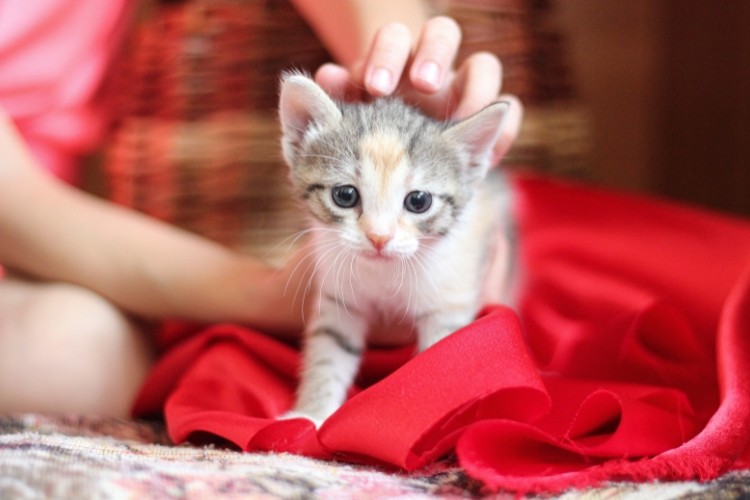 helping-your-new-kitten-settle-in