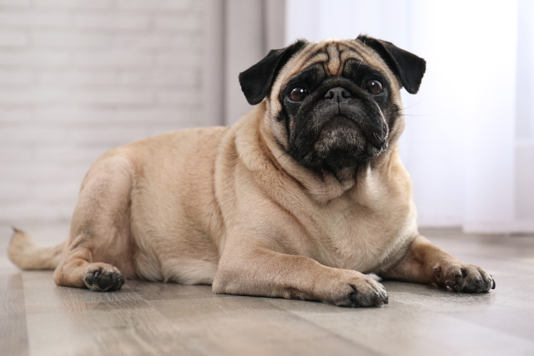 identifying-early-symptoms-of-pet-health-problems