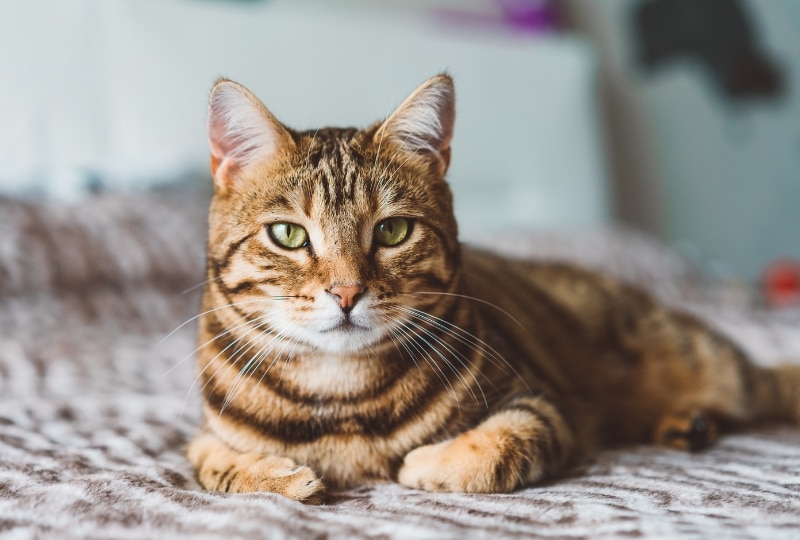 senior-pet-care-checklist