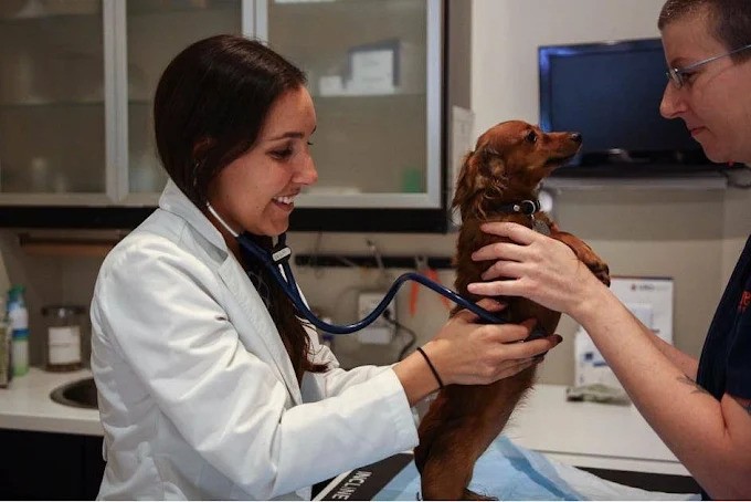 vet-recommended-tips-for-keeping-your-pet-healthy-year-round