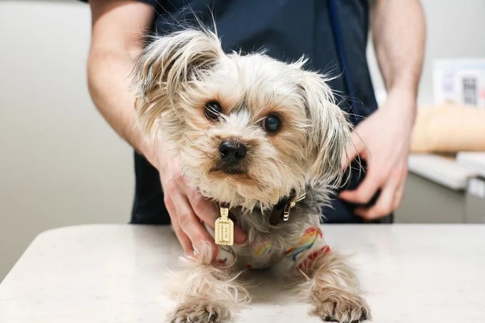 veterinarian-detects-health-issues-before-symptoms-appear