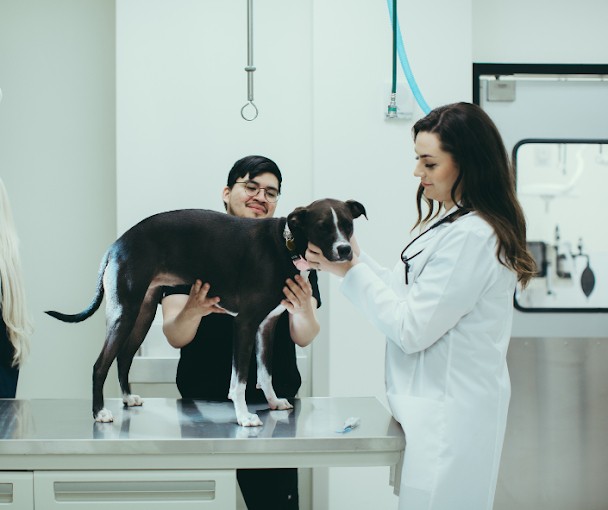 veterinarian-helps-keep-your-pet-healthy-at-every-life-stage
