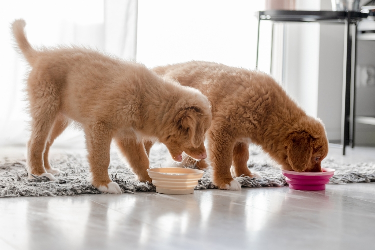 when-should-i-start-my-puppys-socialization