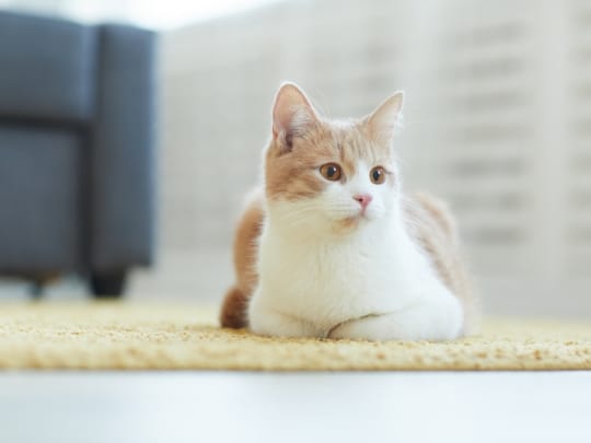 cat-wellness-exams-are-essential-for-your-cats-health