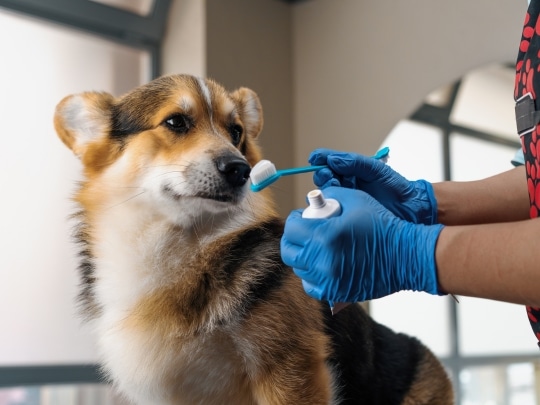 dental-care-matters-for-dogs-at-every-stage-of-life