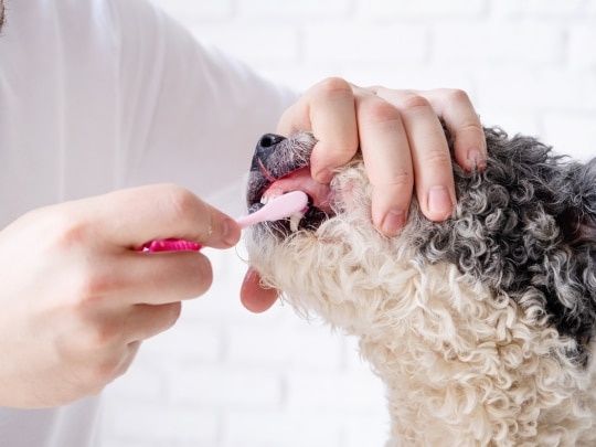 dog-dental-care-healthier-smile