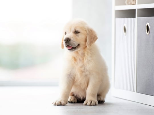 how-regular-veterinary-visits-keep-your-puppy-healthy