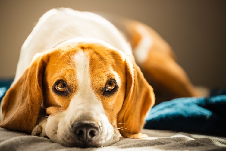 how-urgent-care-can-help-sick-injured-pet