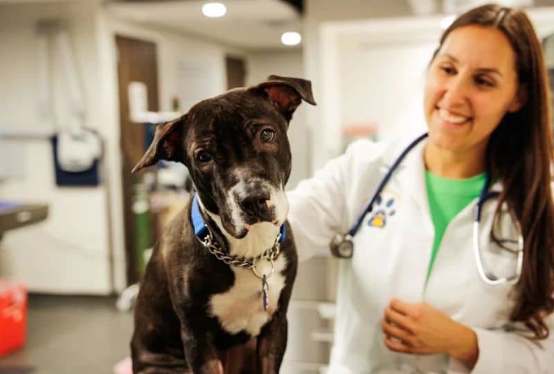 how-veterinarians-help-prevent-common-pet-health-problems