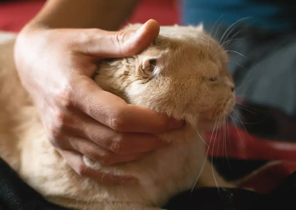 Unlocking pet advanced Diagnostics, right here, NYC