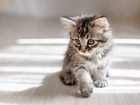 kitten-care-101-new-pet-parent-guide