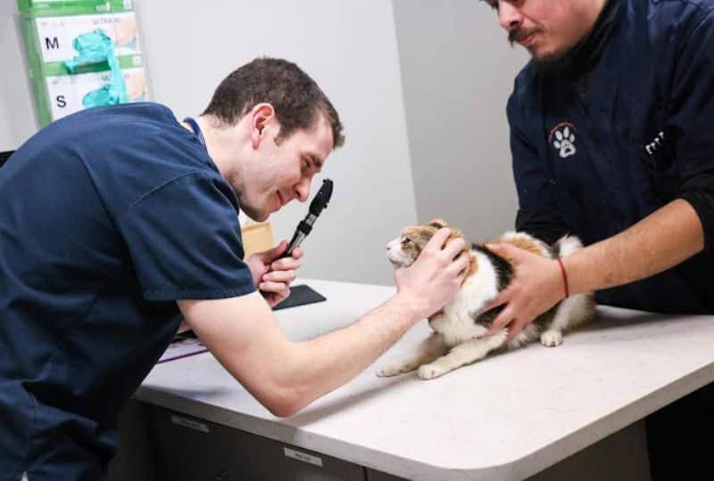 should-your-pet-see-a-veterinarian