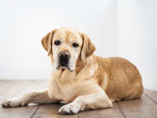 urgent-care-for-pets-what-every-owner-should-know