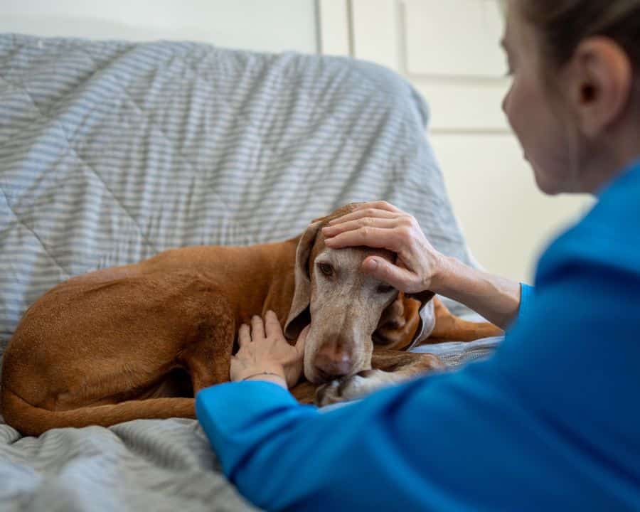 what-to-expect-during-urgent-pet-care-visit