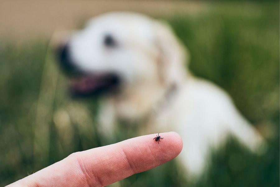 best-ways-to-get-rid-of-fleas-on-dogs-naturally-and-safely