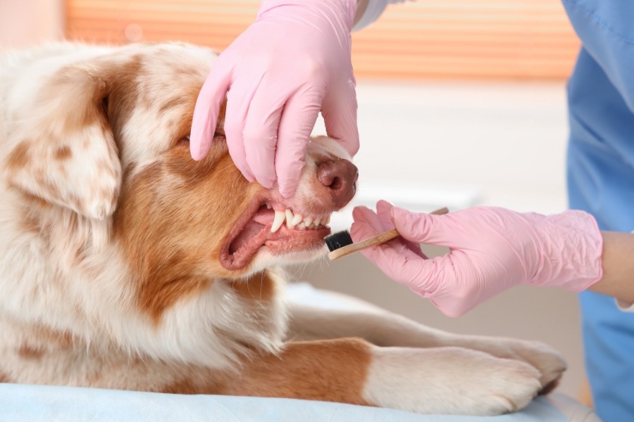 can-dental-disease-affect-pets-appetite-behavior