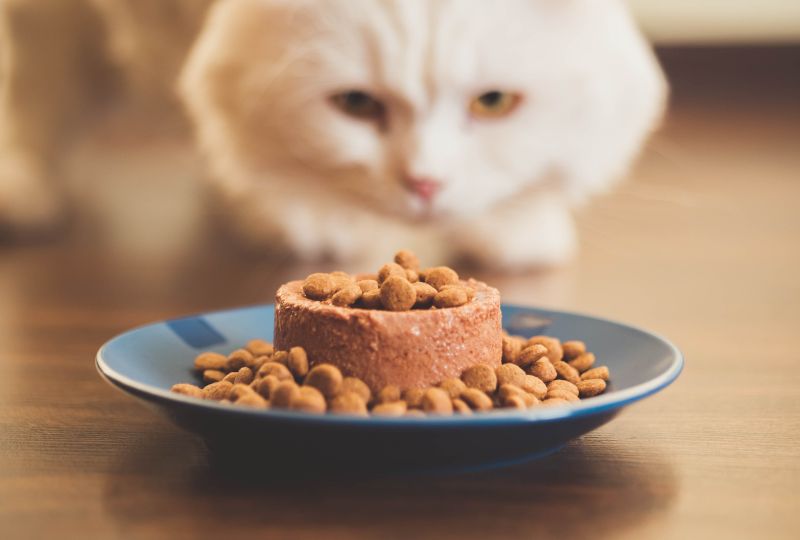 cat-nutrition-kitten-to-adult