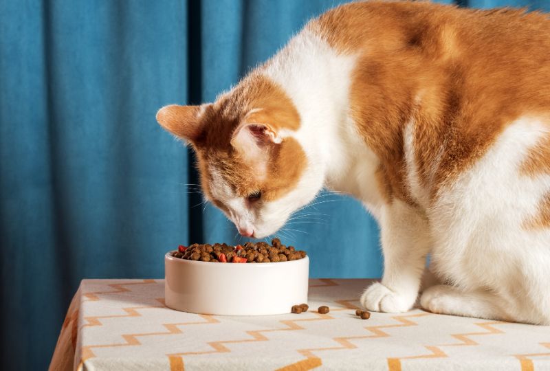 choose-right-cat-food-life-stage