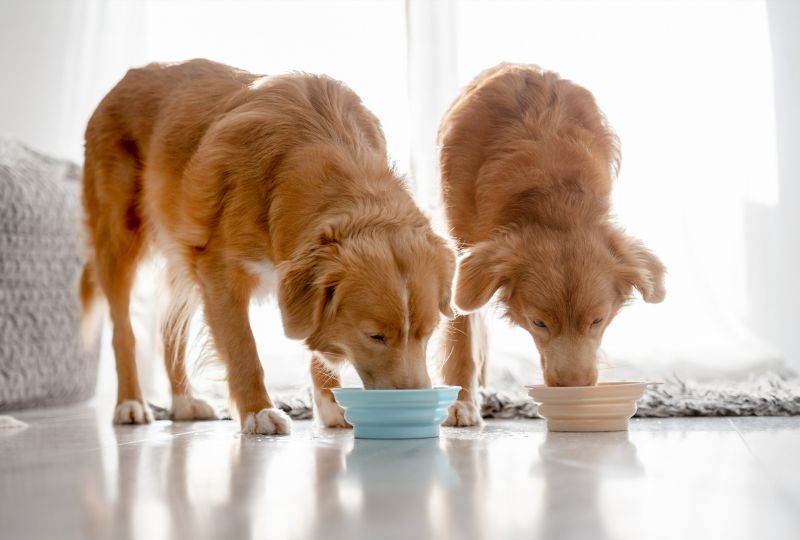 choose-right-food-for-dogs-life-stage