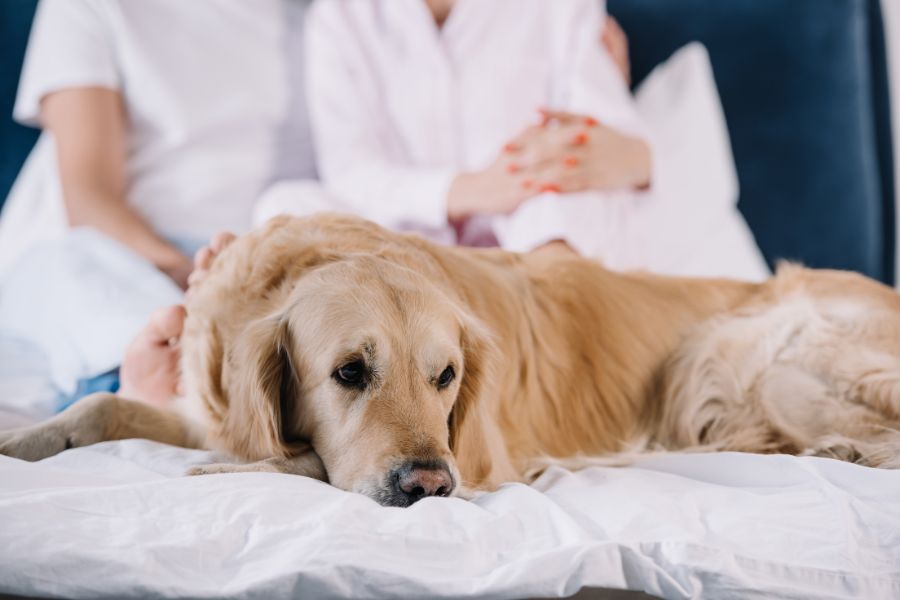 dog-behavior-subtle-signs-of-pain