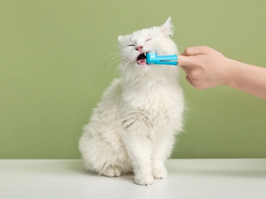 how-dental-problems-can-affect-a-cats-behavior