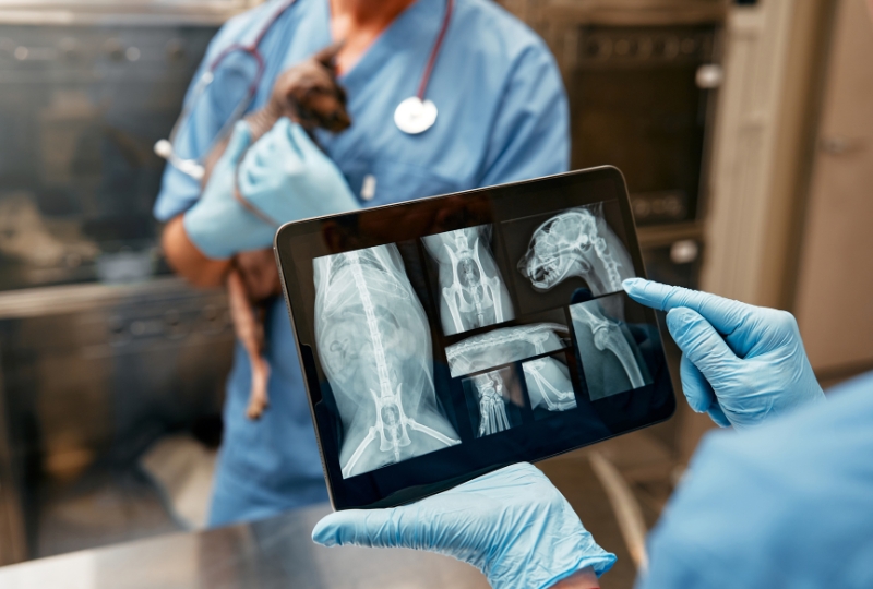 how-imaging-helps-diagnose-pet-health-conditions