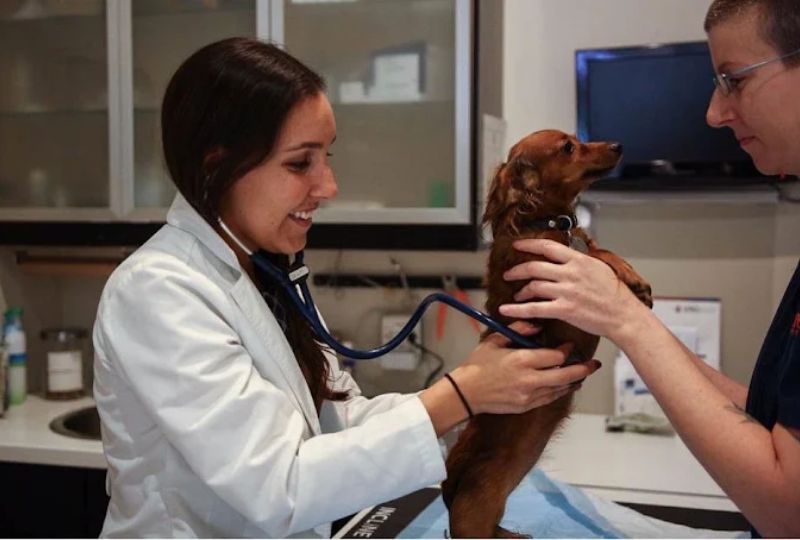 how-routine-exams-support-long-term-pet-wellness