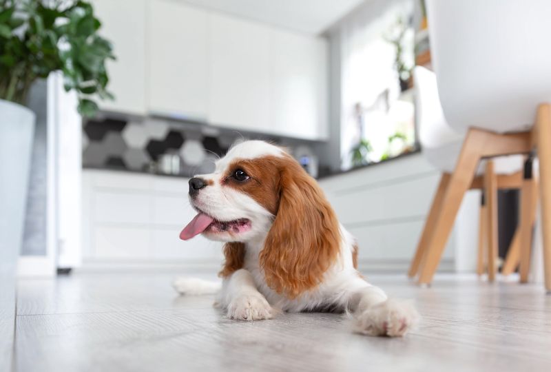 how-to-build-healthy-grooming-habits-for-your-puppy