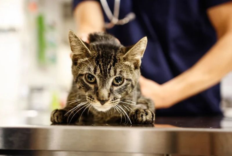 how-veterinarians-manage-pet-health-changes