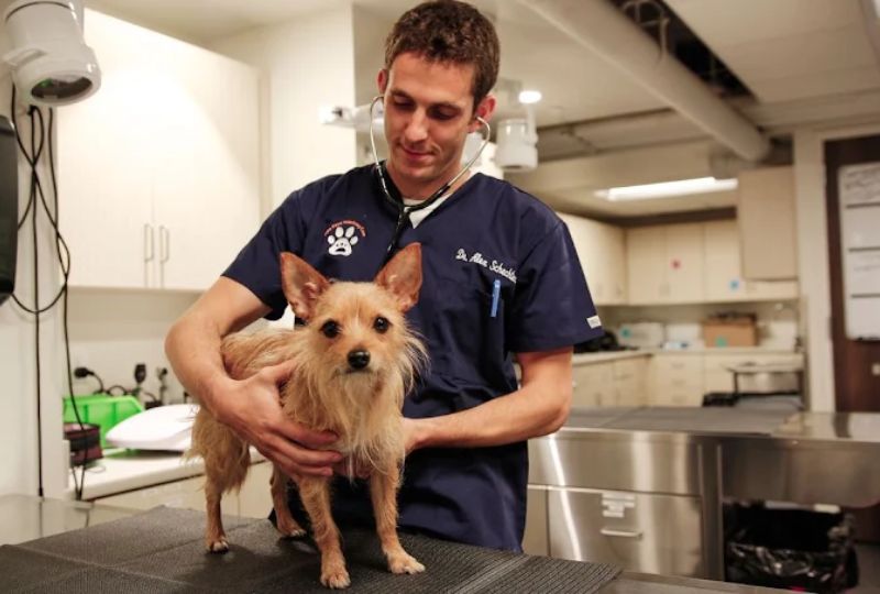 pet-wellness-exams-detect-hidden-health-problems