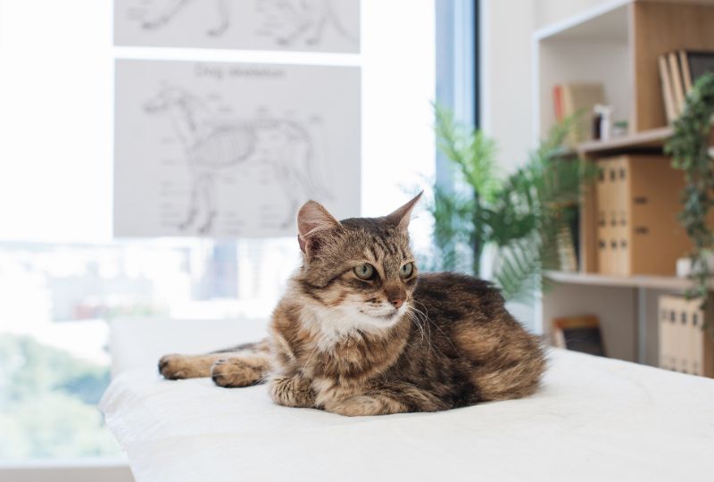 regular-pet-wellness-exams-prevent-health-problems