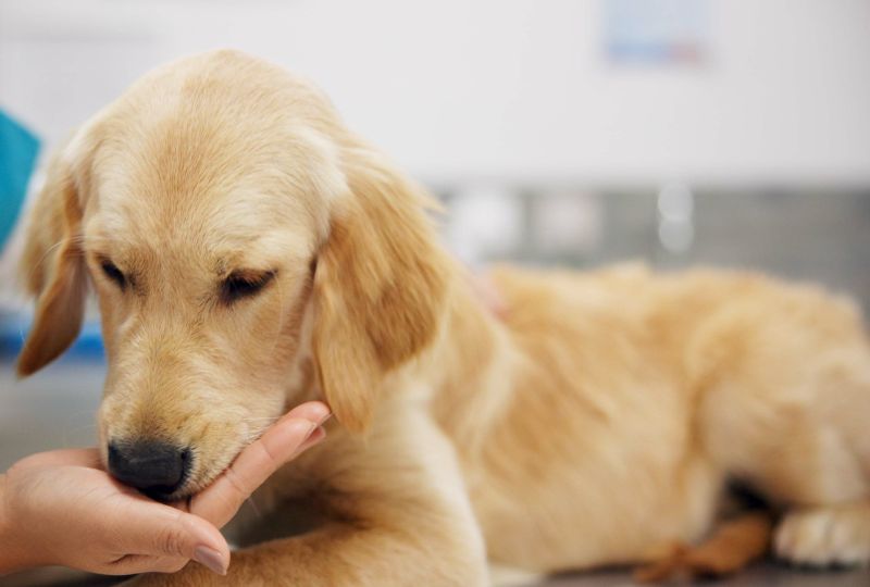 senior-dog-mobility-everyday-changes