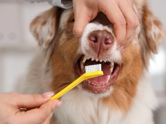 signs-dog-needs-professional-dental-care