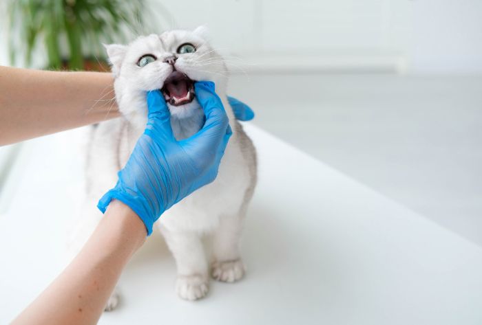 cat-dental-pain-signs