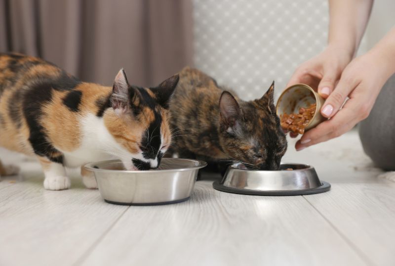 cat-nutrition-guide-feeding-your-cat-at-every-life-stage