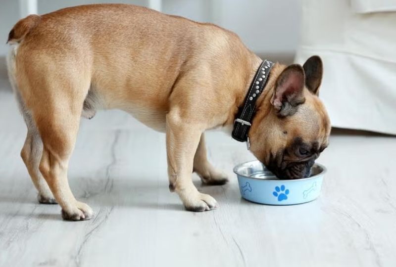choosing the right food-for-your-dog
