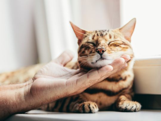 pet-behavior-changes-when-should-you-see-a-veterinarian