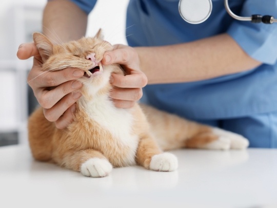 pet-dental-health-why-it-matters-beyond-the-mouth