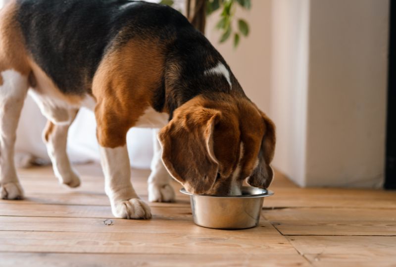 proper-nutrition-is-important-for-your-dogs-wellness