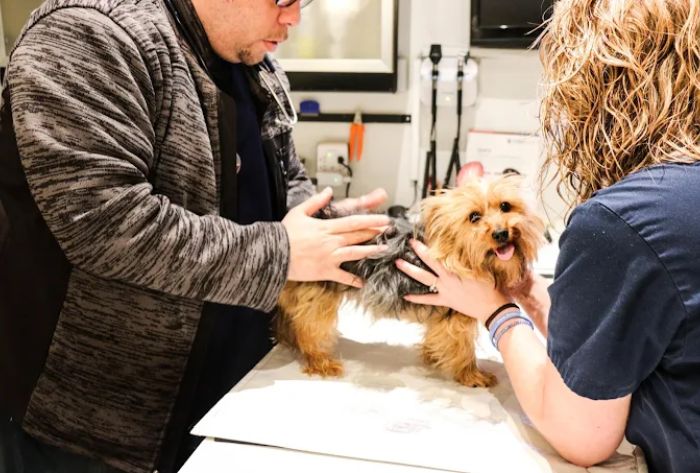 questions-every-pet-owner-should-ask-during-a-veterinary-visit