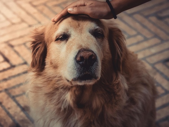 senior-pet-care-quality-of-life